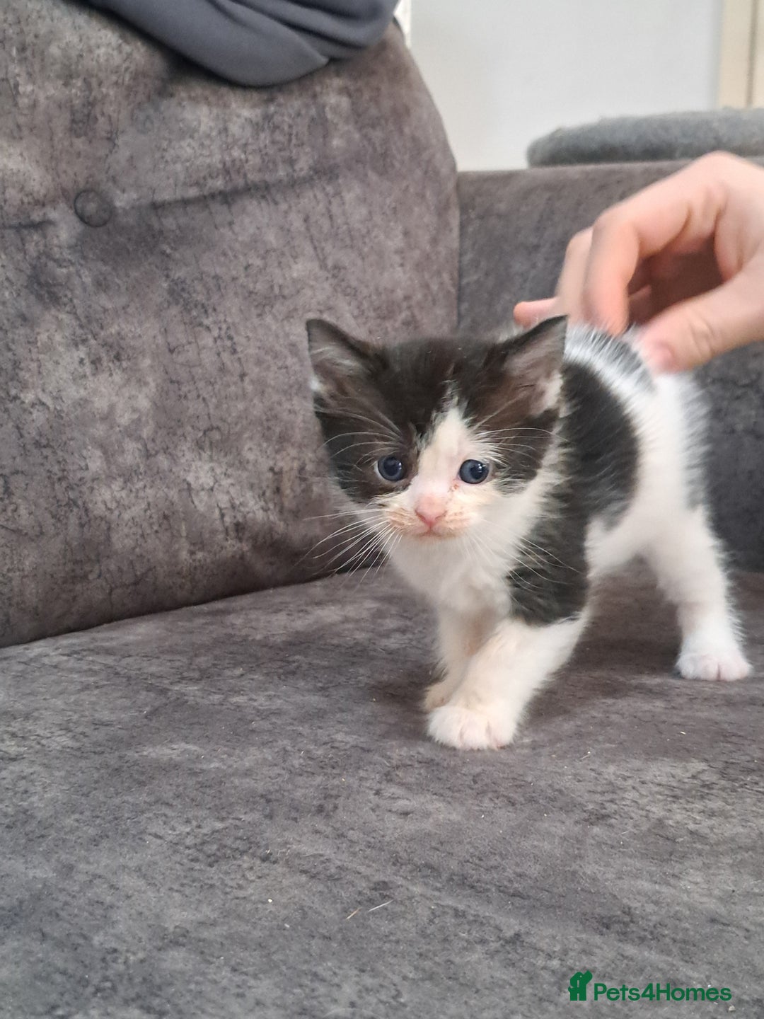 Ragdoll cats for sale: Ragdoll cross babies - Advert 8