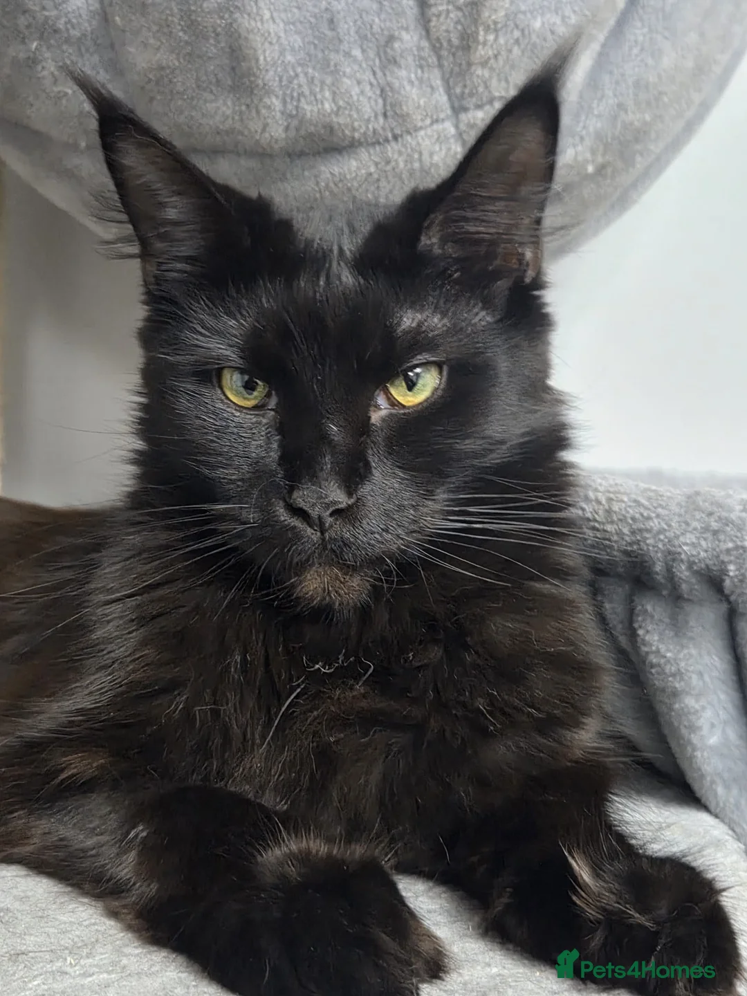 Maine Coon cats for sale: Stunning Lady Maine Coon  - Advert 1