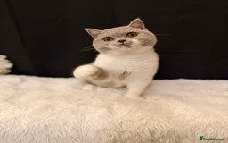 British Shorthair cats for sale: FULL PEDIGREE, REGISTERED BSH - Image 10
