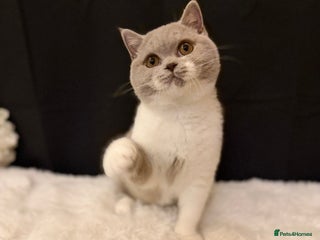 British Shorthair cats - Advert 11