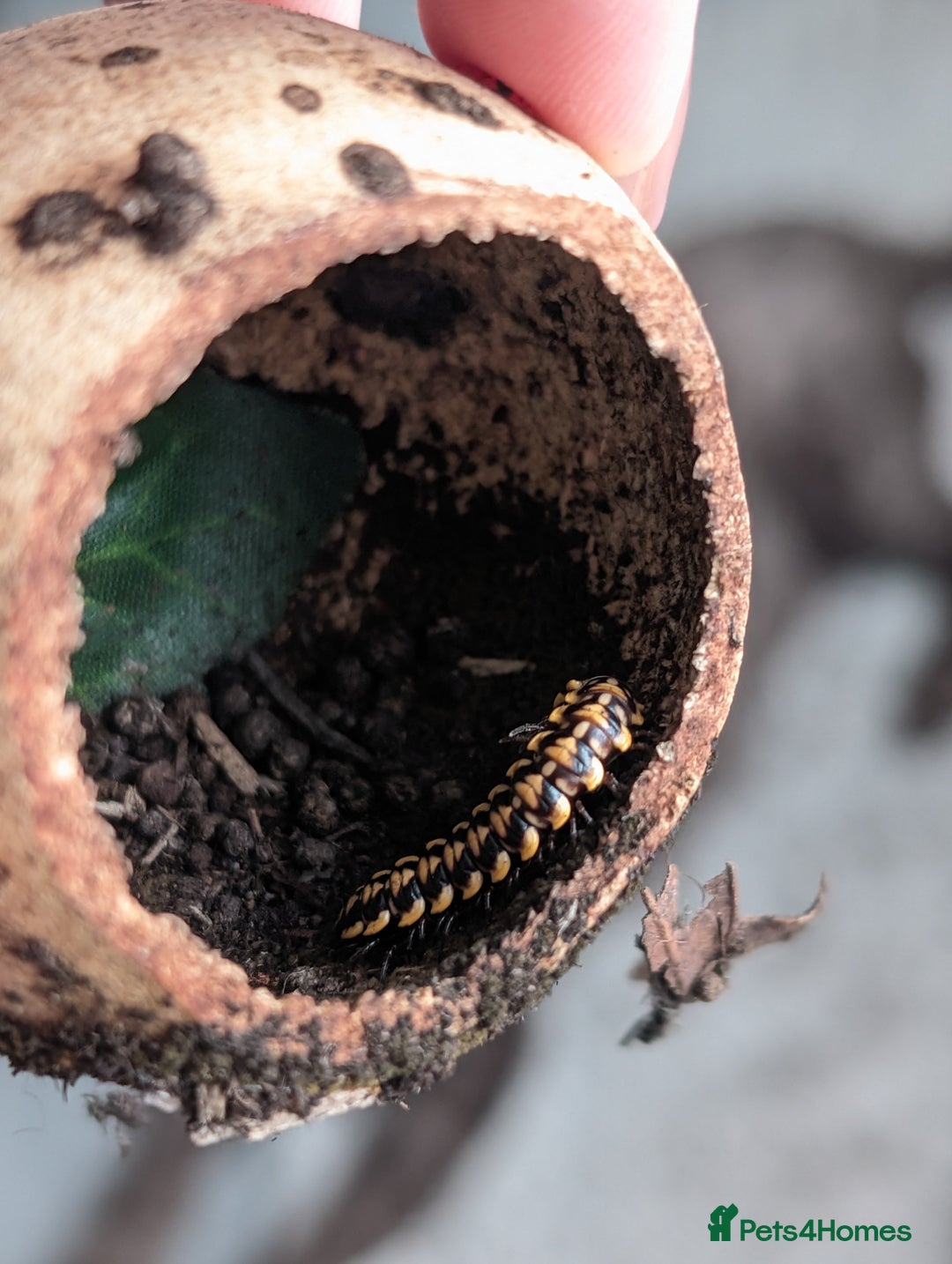 Isopods invertebrates for sale: inverts  - Image 17