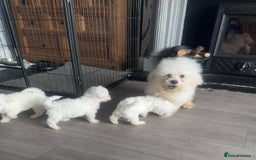 Bichon Frise dogs for sale: Pure Bred Bichon Frise Pups *REDUCED*  2 boys left - Image 12
