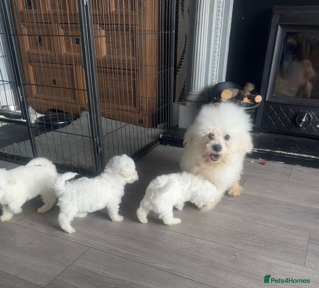 Bichon Frise dogs for sale: Pure Bred Bichon Frise Pups *REDUCED*  2 boys left - Image 12