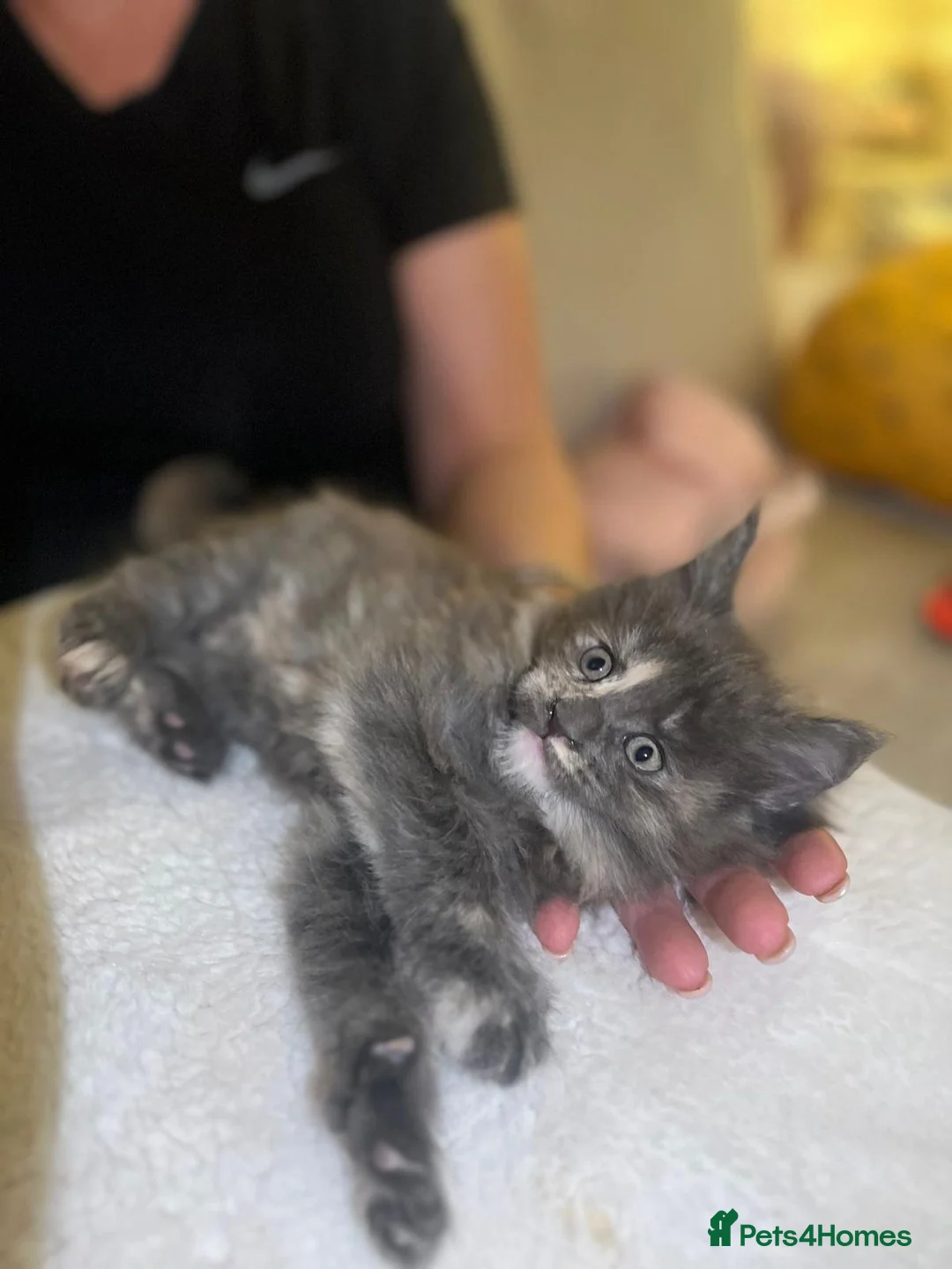 Maine Coon cats for sale: Rare stunning tri blue torti main coon kittens - Advert 5