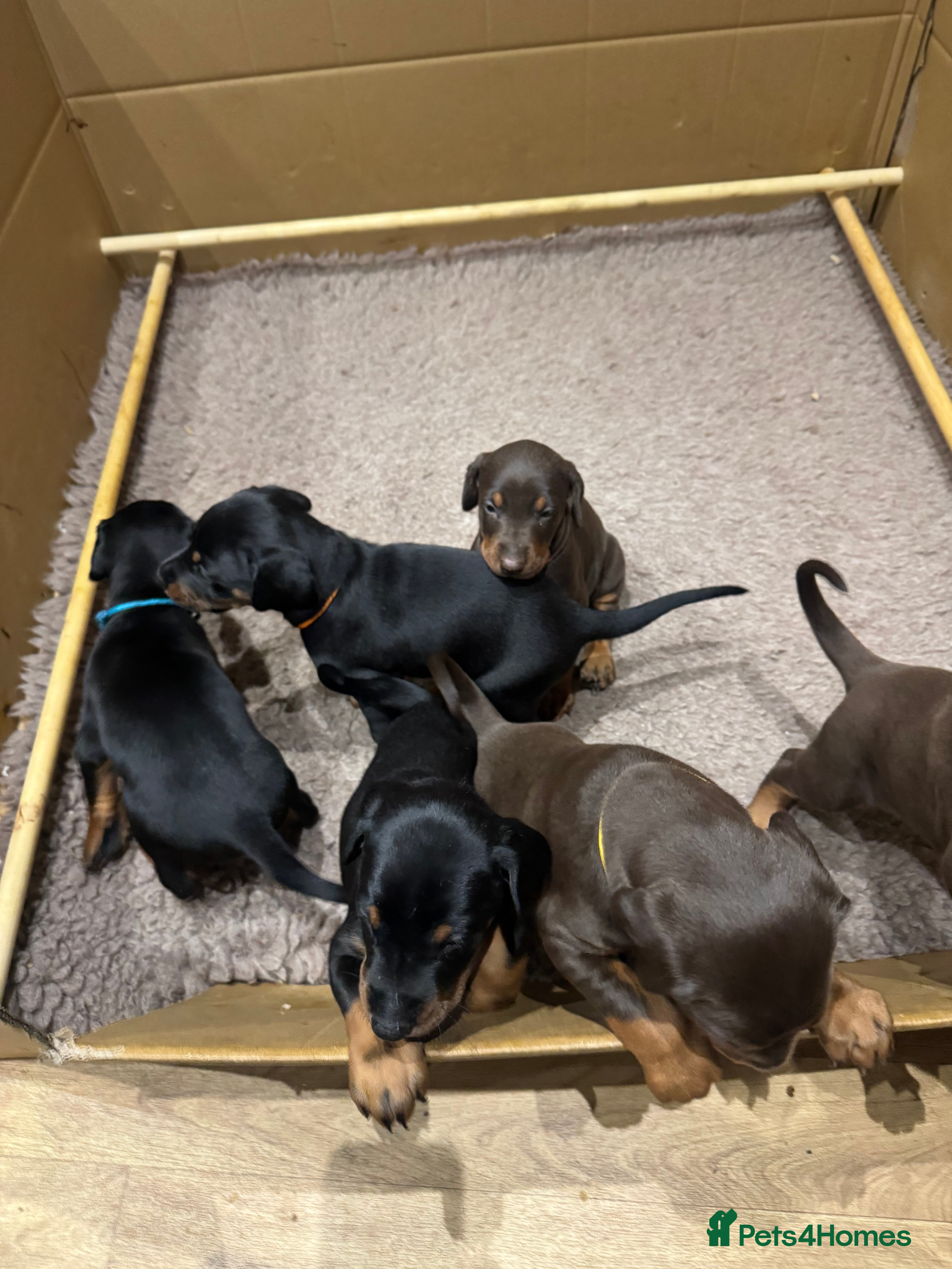 Dobermann dogs Beautiful chunky Dobermans puppies  - Advert 5