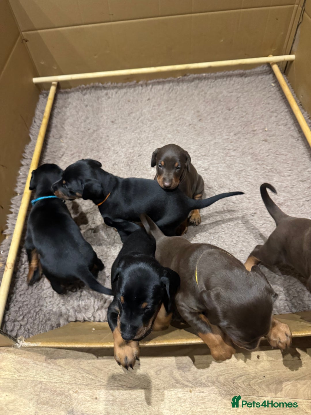 Dobermann dogs for sale: Beautiful chunky Dobermans puppies  - Advert 2