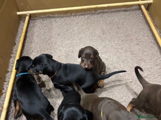 Dobermann dogs Beautiful chunky Dobermans puppies - Advert 5