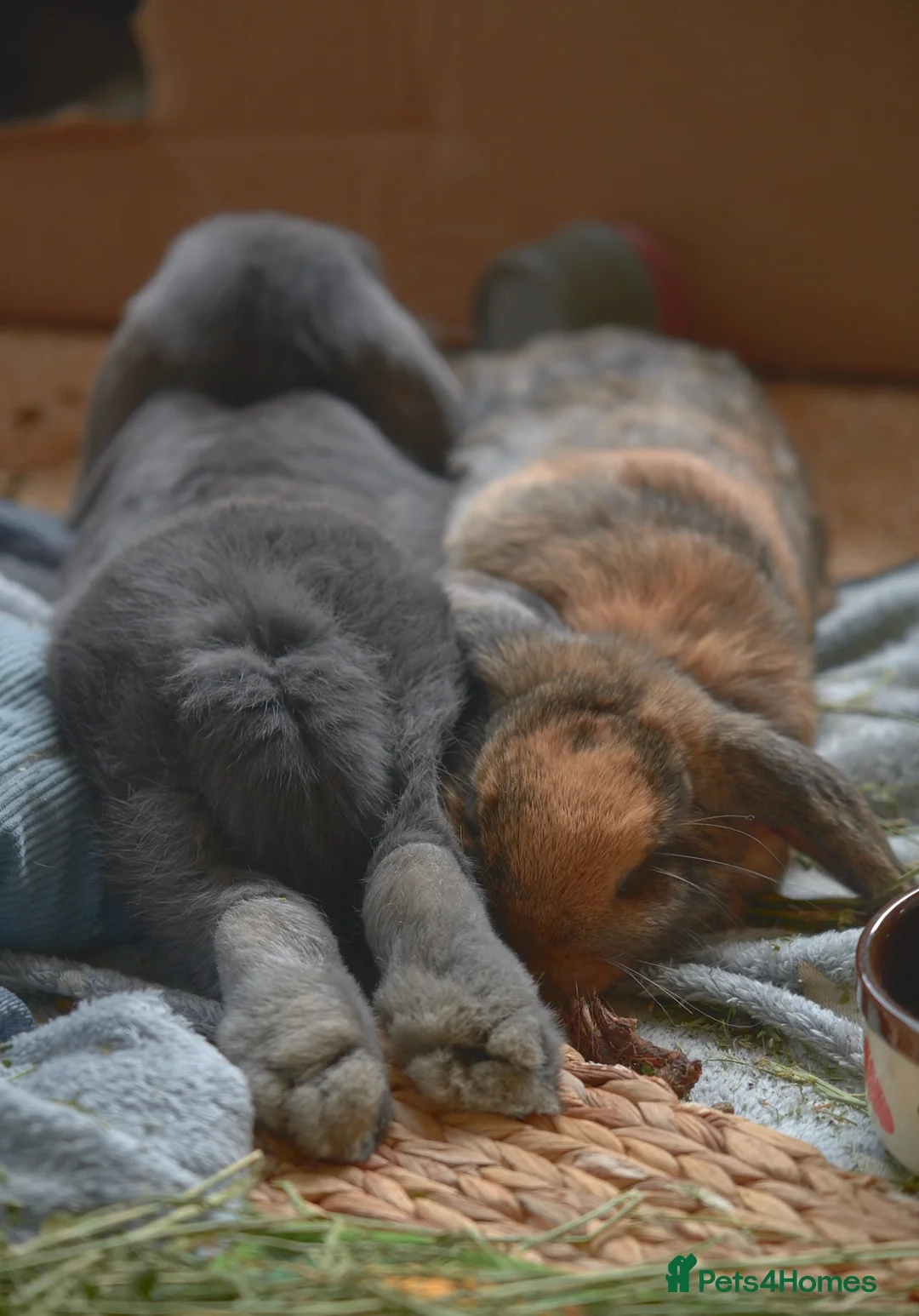 Mini Lop rabbits for sale: Bonded 7 month brother & sister mini lop rabbits in Cheltenham - Advert 8