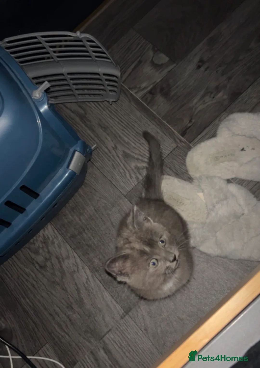 Mixed Breed cats for sale: Beautiful kitten  - Advert 7