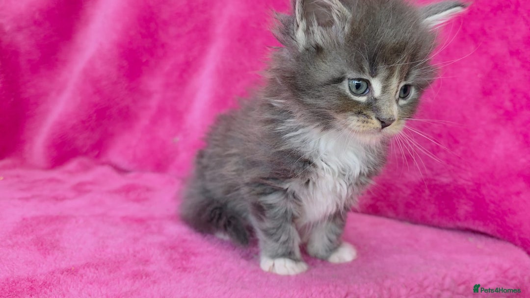 Maine Coon cats for sale: Last girl Tica Beautiful Maine Coon kittens  - Image 27