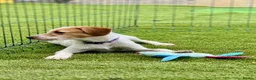 Mixed Breed dogs for adoption: Heavenly Holly - Advert 9