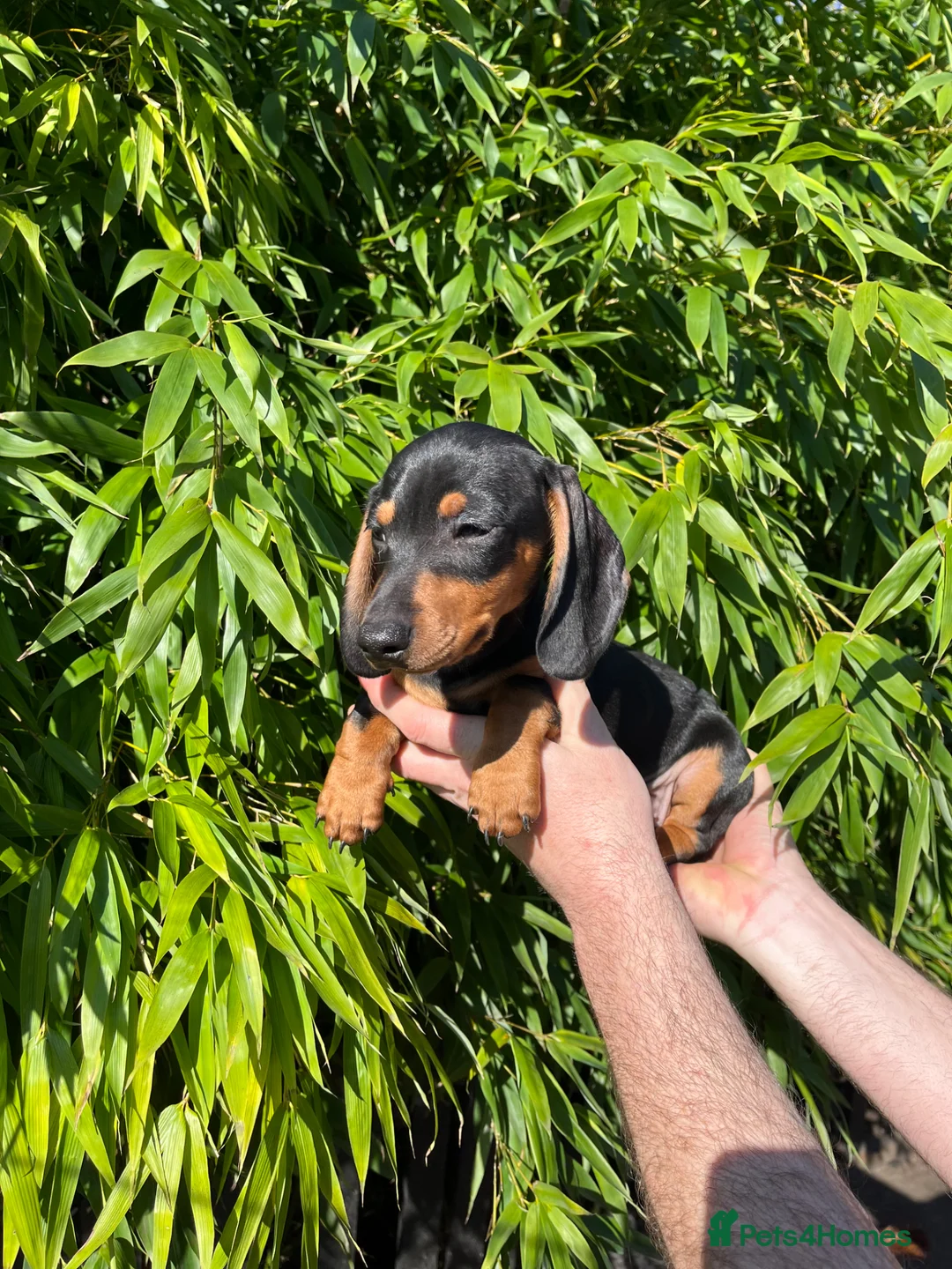 Miniature Dachshund dogs for sale: Mini dachshund  - Advert 4