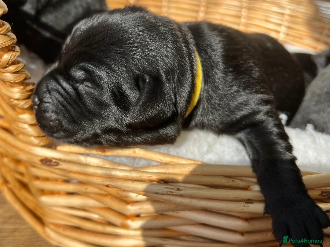 Labrador Retriever dogs for sale: KC DNA TESTED STUNNING ROBUST PUPPIES - Image 7