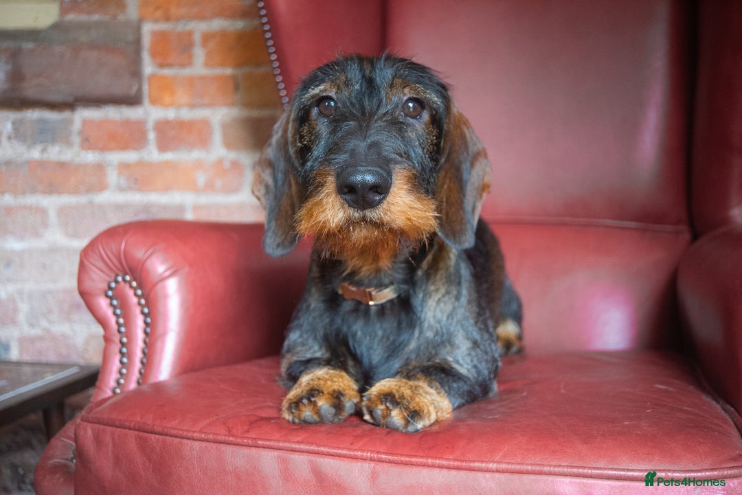 Dachshund dogs for sale: KC Standard Wire-haired Dachshund puppies - Image 14