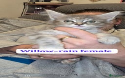 Maine Coon cats for sale: Take a look at these beautiful mainecoon kittens - Image 5