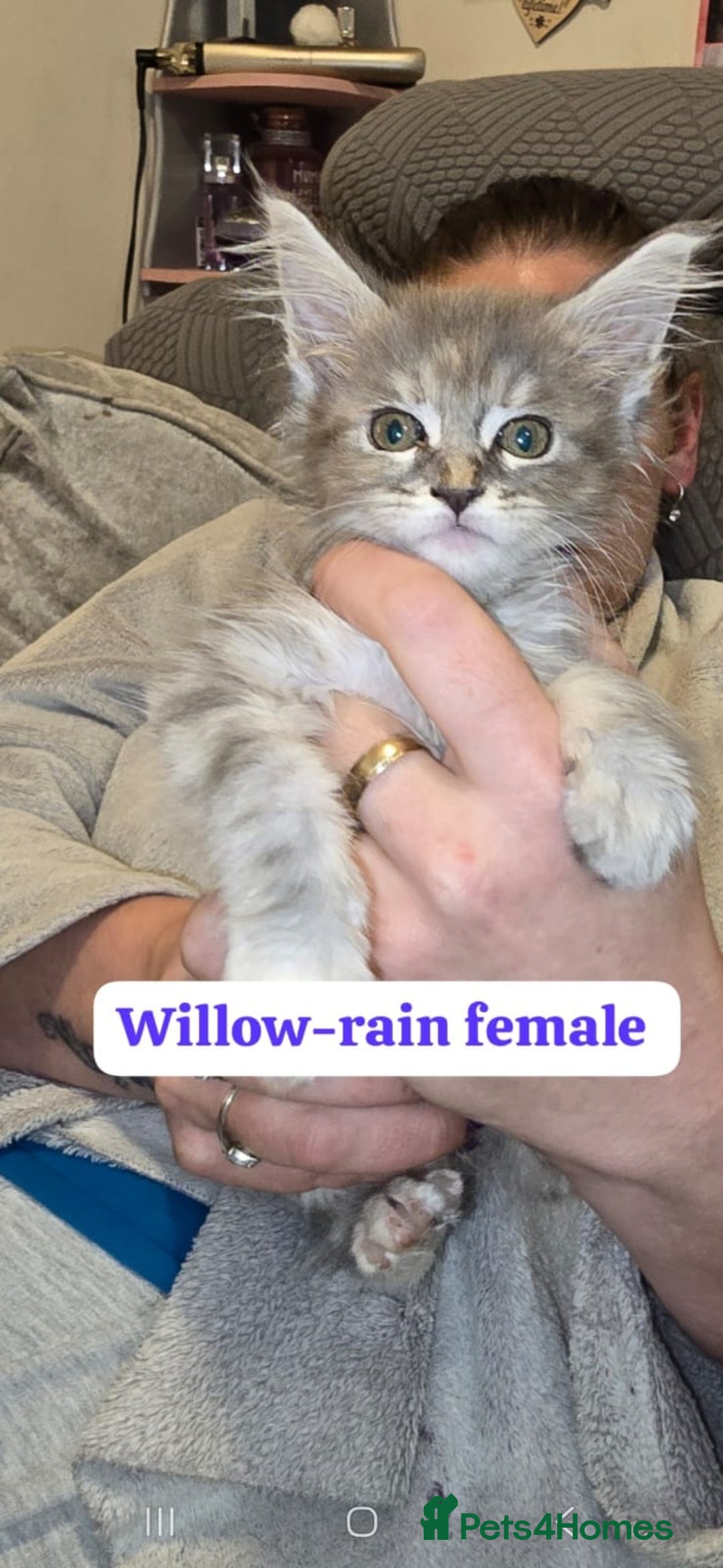Maine Coon cats for sale: Take a look at these beautiful mainecoon kittens - Image 5