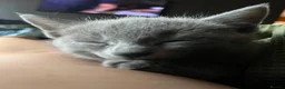 Russian Blue cats for sale: Pedigree Russian Blue Kittens - Advert 2