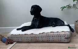 German Shorthaired Pointer dogs for sale: Exceptional German Shorthaired Pointer Puppies - Image 2