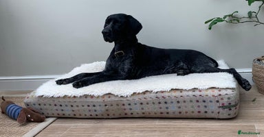German Shorthaired Pointer dogs - Advert 15