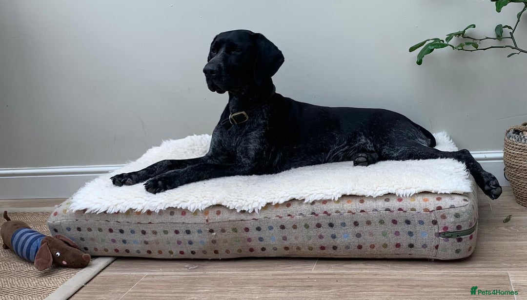 German Shorthaired Pointer dogs for sale: Exceptional German Shorthaired Pointer Puppies - Image 2