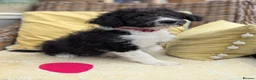 Bordoodle dogs for sale: Standard Bordoodle Puppies - Advert 13