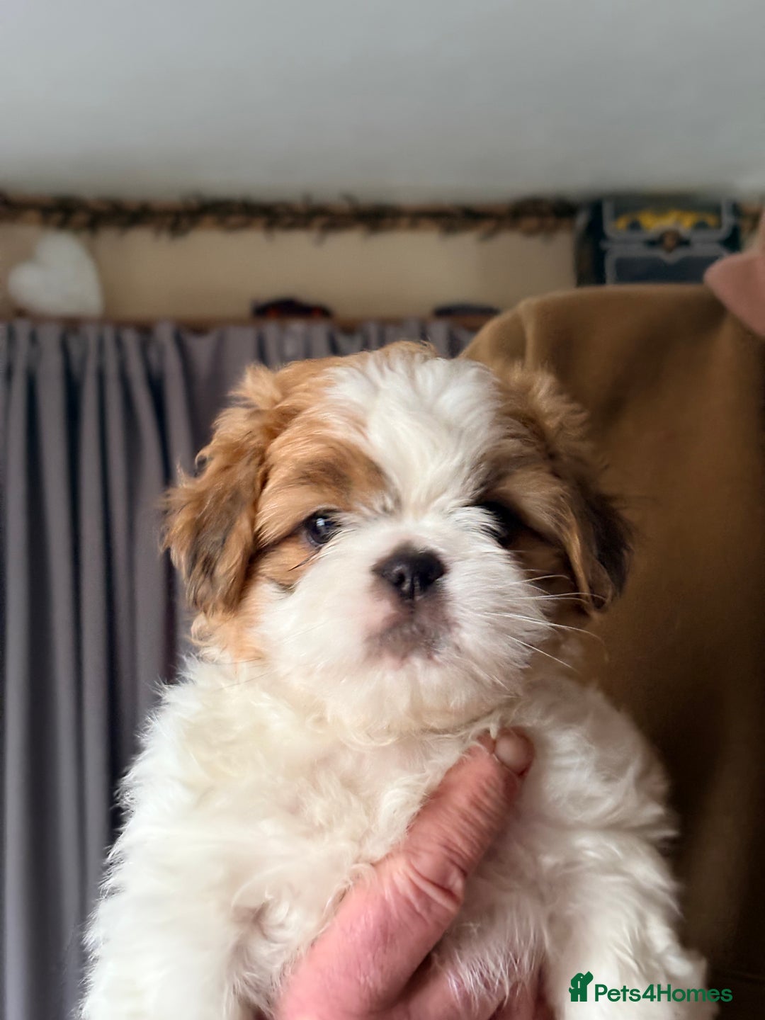 Shih Tzu dogs for sale: Adorable puppies  - Advert 24