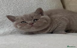 British Shorthair cats for sale: Lilac British Short hair female kitten  - Image 6