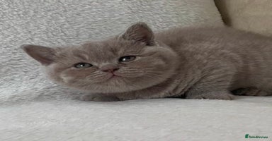 British Shorthair cats - Advert 16
