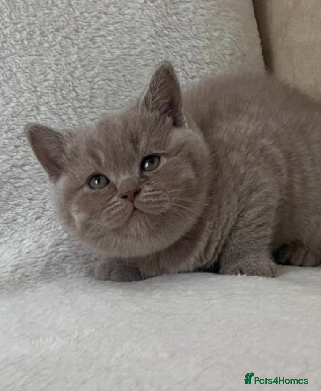 British Shorthair cats for sale: Lilac British Short hair female kitten  - Image 6