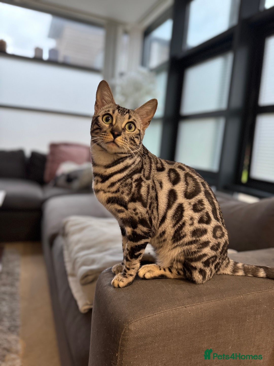Bengal cats for sale: Silver rosetted Bengal🐆 - Image 8