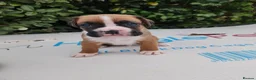 Boxer dogs for sale: Bobtail K C reg - Advert 26