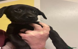 Labrador Retriever dogs for sale: Beautiful black Labrador pups - Advert 13