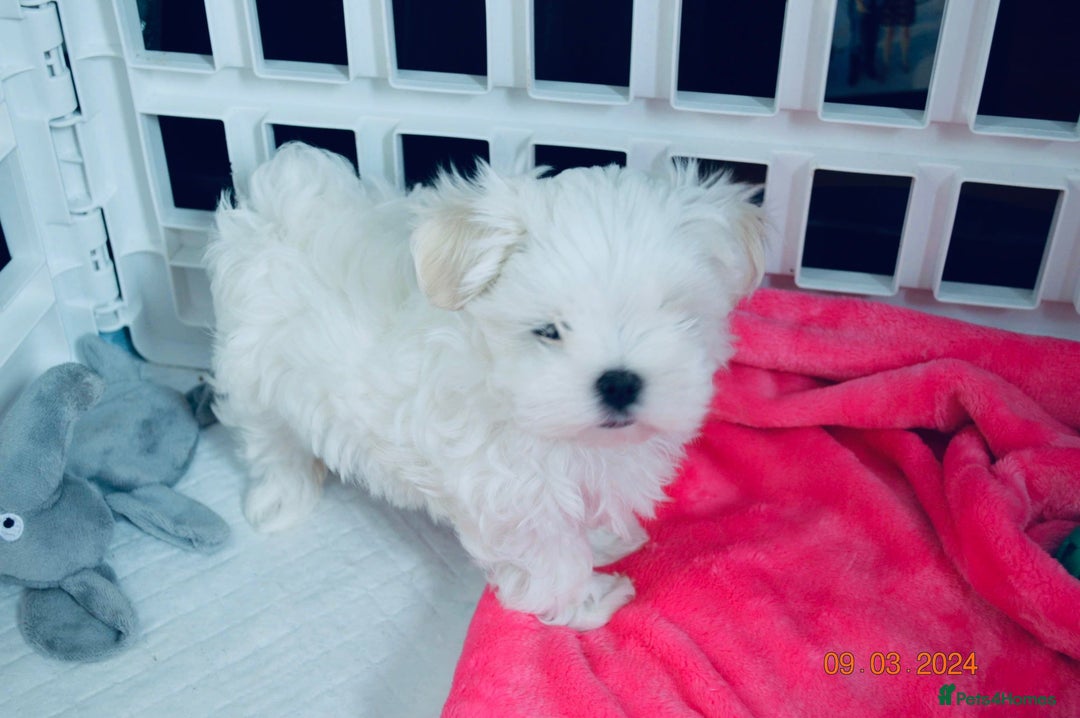 Maltese dogs for sale: Korean doll face puppies - Advert 3
