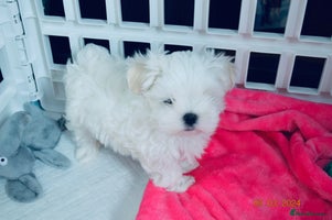 Maltese dogs Korean doll face puppies - Advert 1