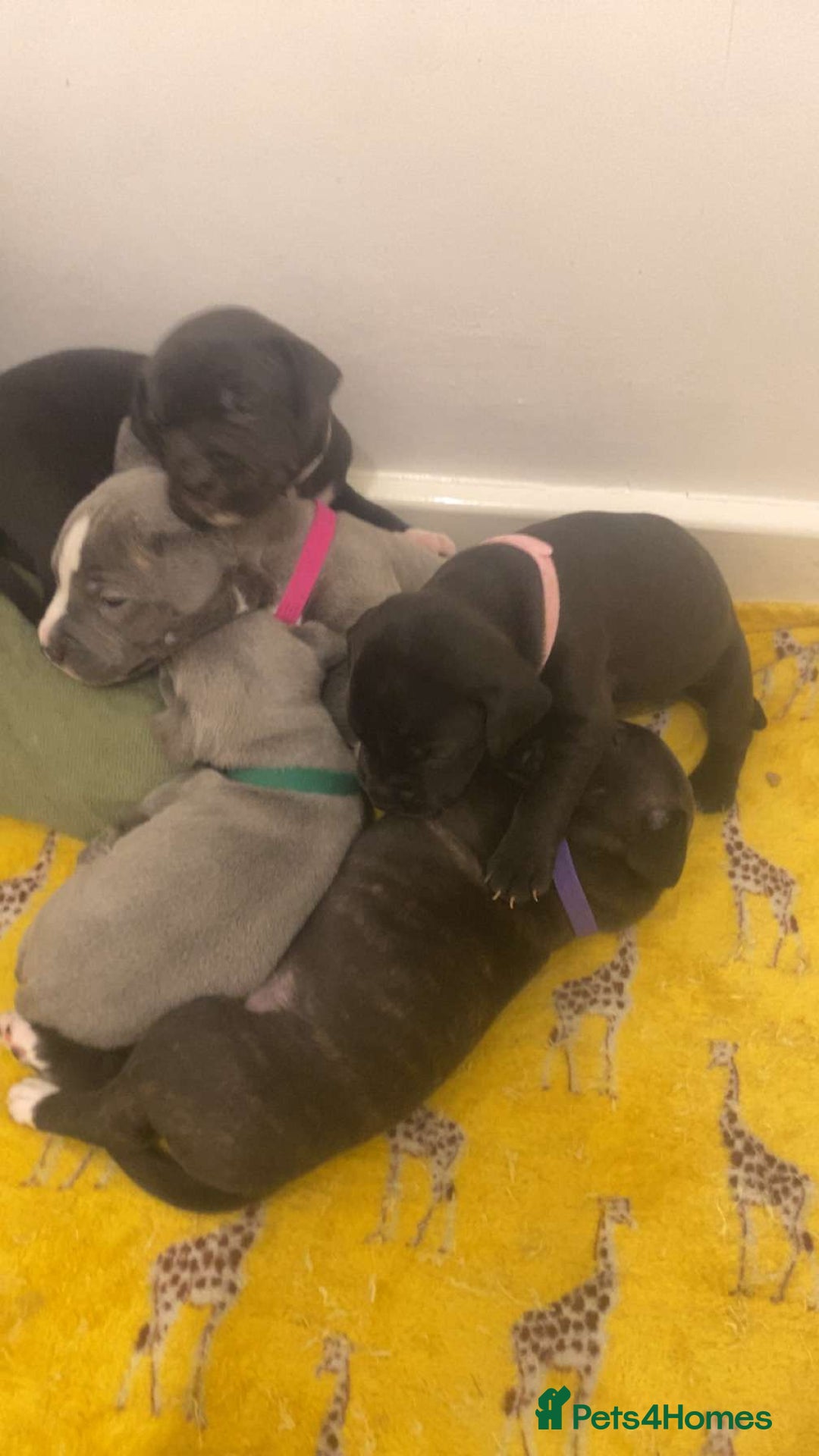 Staffordshire Bull Terrier dogs for sale: Staff pups for sale  - Image 5