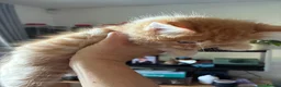 Mixed Breed cats for sale: Healthy , Energetic, Absolutely stunning 8  - Advert 35