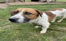 Basset Hound dogs for adoption: Diego - Badersfield Norfolk  - Image 4