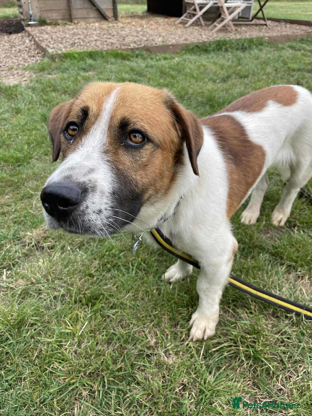 Basset Hound dogs for adoption: Diego - Badersfield Norfolk  - Image 4