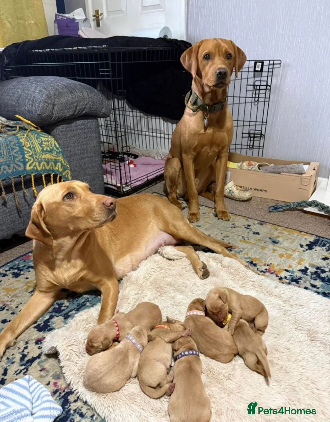 Labrador Retriever dogs for sale: Stunning fox red Labrador puppies *chunky* - Advert 2