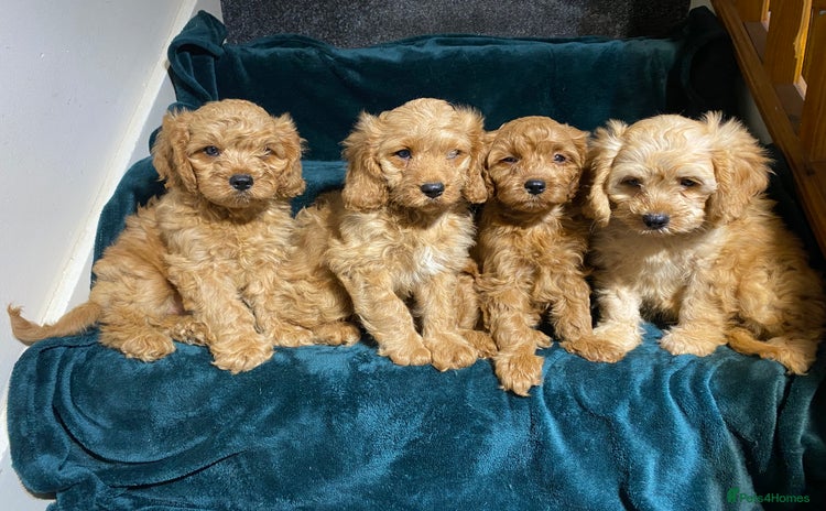 Cavapoo dogs - Advert 1