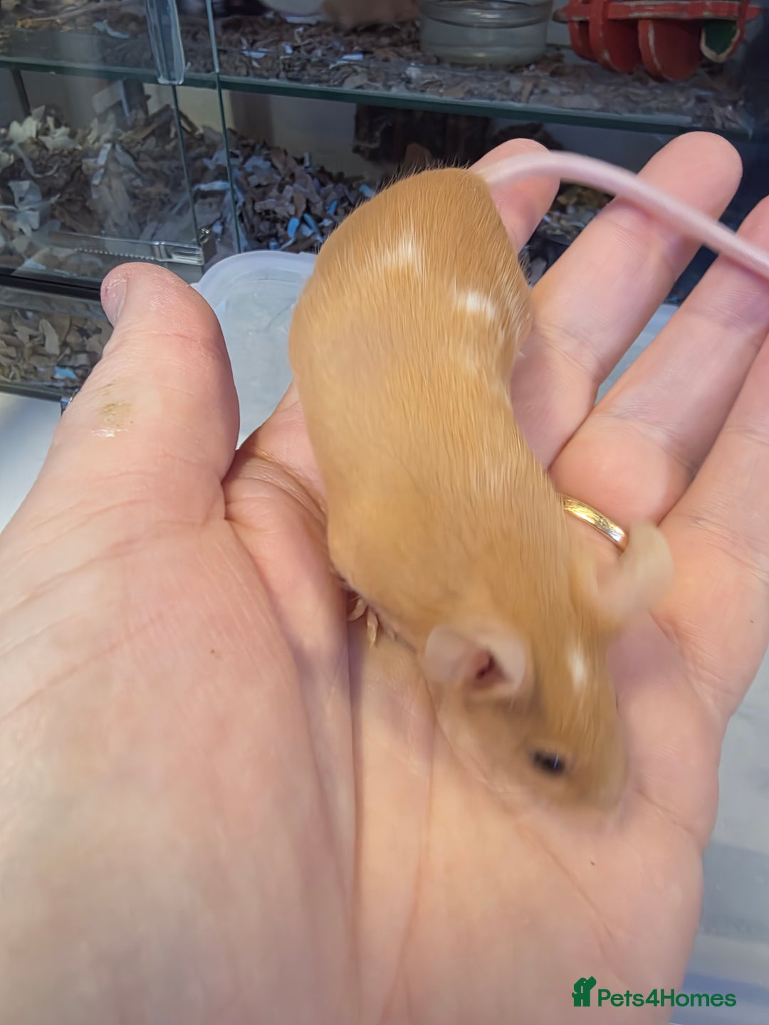 Mouse rodents for sale: Mice, males and females  - Advert 15