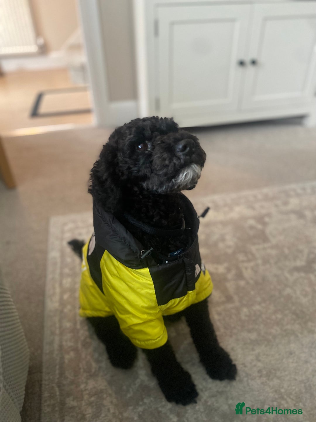 Mixed Breed dogs for sale: Beautiful 2yr old cockapoo x patterdale🐾 - Image 2