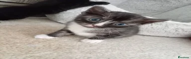 Rosie