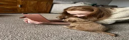Australian Labradoodle dogs for sale: ⭐ Stunning Australian Labradoodles – Ready June ⭐ - Advert 14