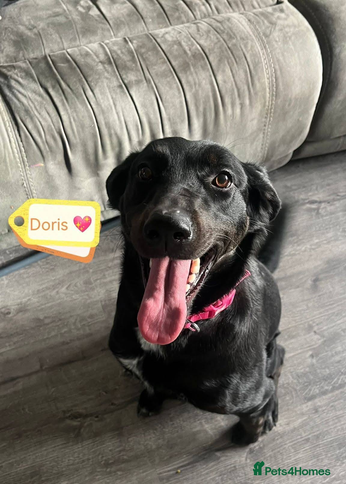 Mixed Breed dogs ❤️DORIS❤️ Born To Love And Live - Advert 1