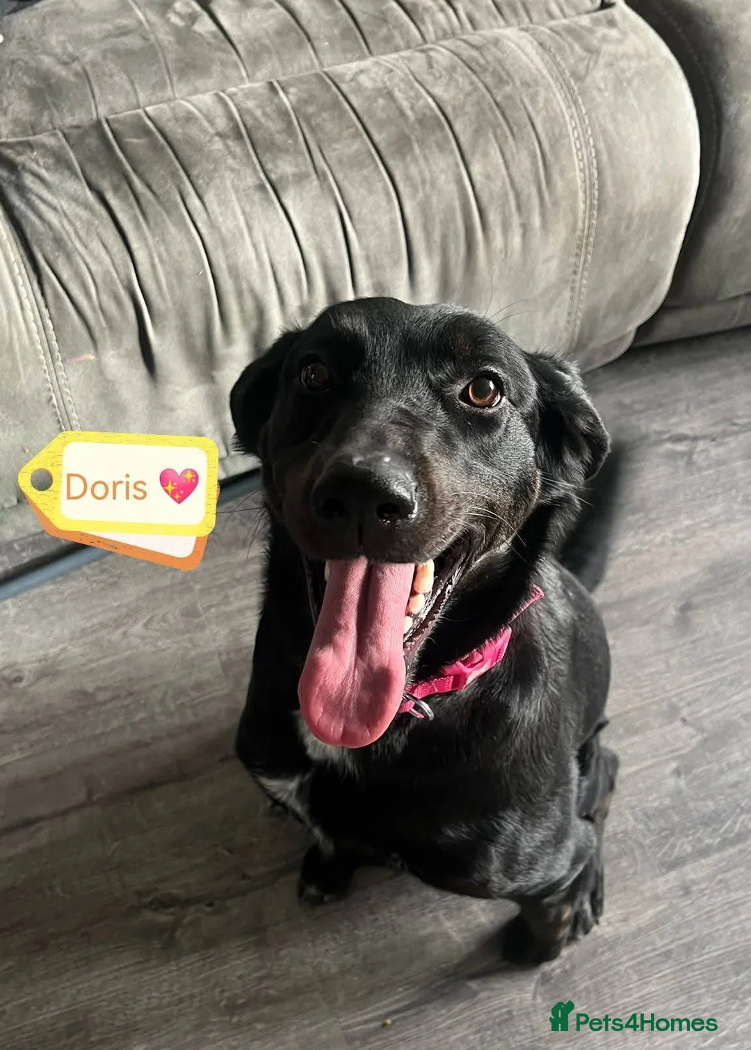 Mixed Breed dogs for adoption: URGENT FOSTER CALL❤️DORIS❤️ Born To Love And Live - Advert 1