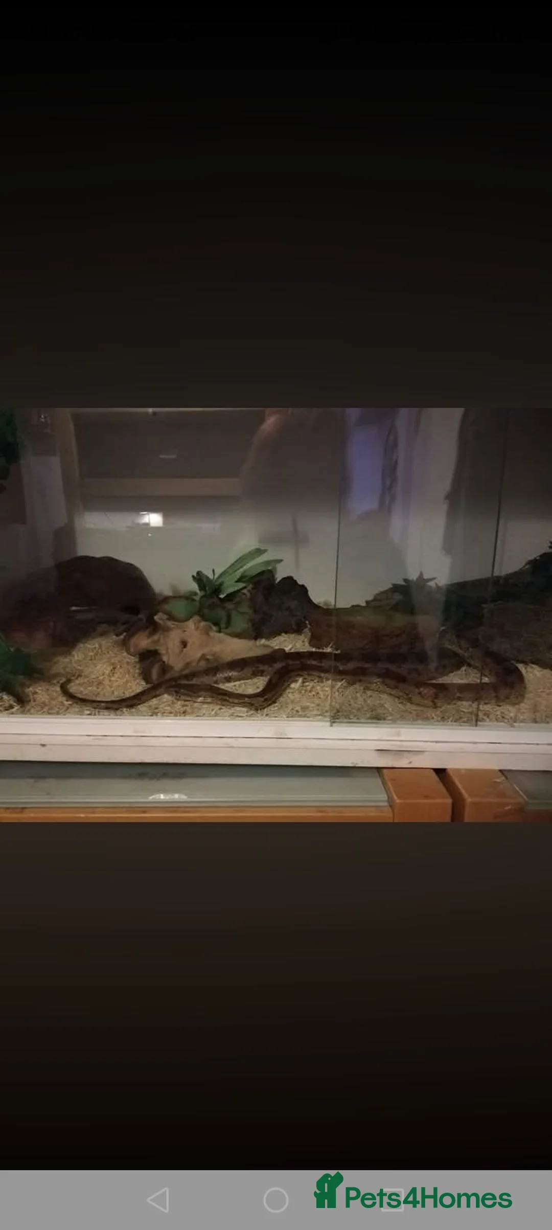 Corn Snake reptiles for sale: Corn snake and viv in Bristol - Advert 3