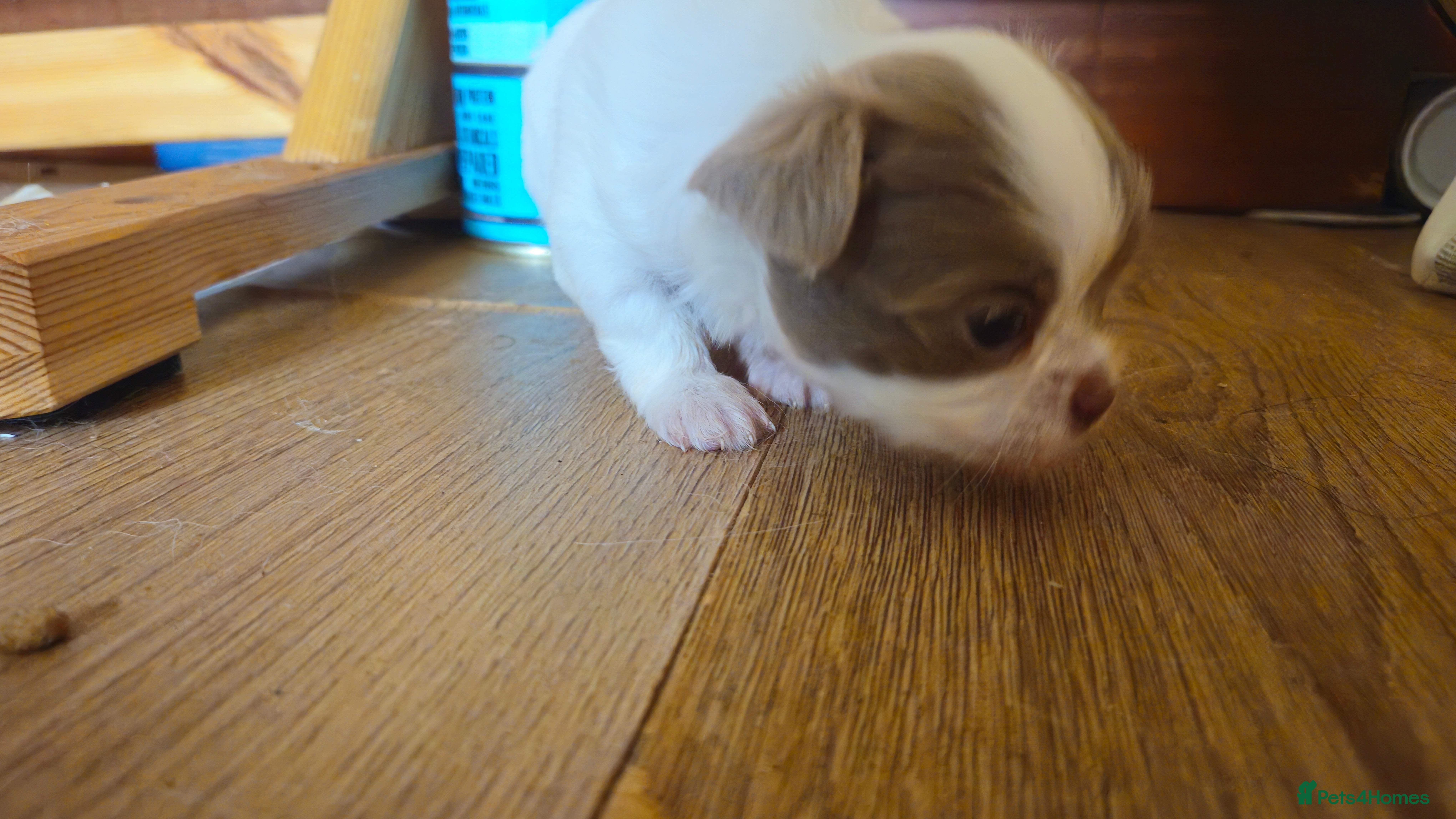 Chihuahua dogs Full pedigree long coat chihuahua lilac/chocolate - Advert 2