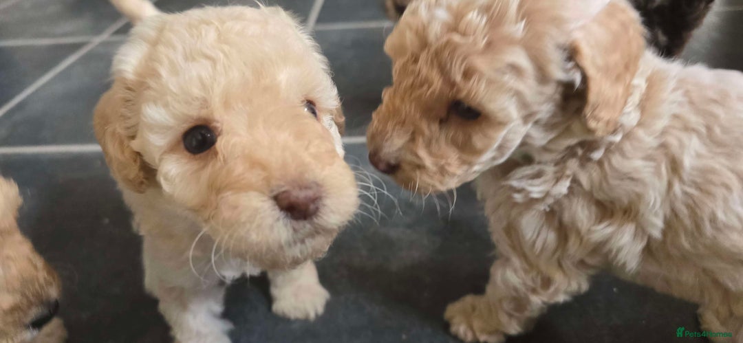 Standard Poodle dogs for sale: 7 Standard poodles for sale including 2 merle - Image 17