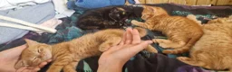 Mixed Breed cats for sale: We looking for home - Advert 13